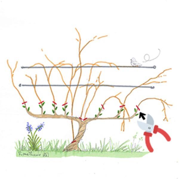 Taille vigne 2
