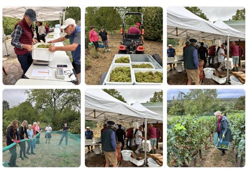 Vendanges 2026 2
