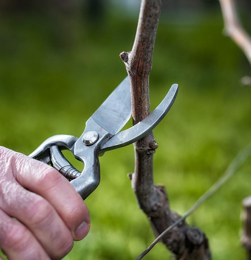 Vs taille vigne