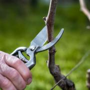 Vs taille vigne